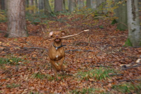 Kurzhaariger Ungarischer Vorstehhund Waldarbeiter