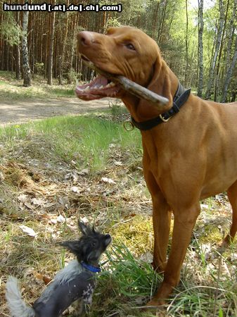 Kurzhaariger Ungarischer Vorstehhund Zwei Freunde