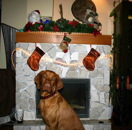 Kurzhaariger Ungarischer Vorstehhund Fröhliche Weihnachten und ein erfolgreiches Neues Jahr!