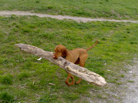 Kurzhaariger Ungarischer Vorstehhund sui bei der Holzfällerarbeit ;-)