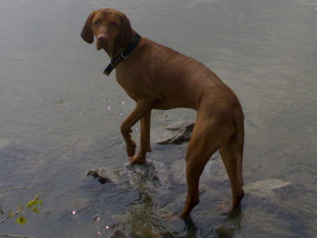 Kurzhaariger Ungarischer Vorstehhund sui und die liebe zum wasser