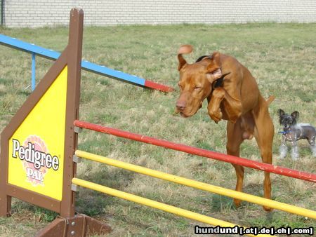 Kurzhaariger Ungarischer Vorstehhund nu pass mal auf, wie`s richtig geht !