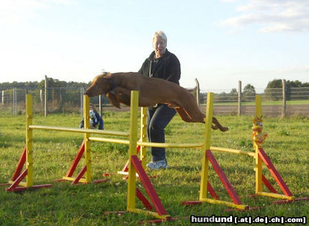 Kurzhaariger Ungarischer Vorstehhund Bin 6J. und top-fit