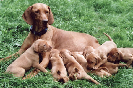 Kurzhaariger Ungarischer Vorstehhund Caledula mit Babys