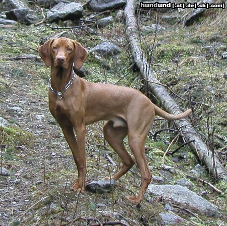 Kurzhaariger Ungarischer Vorstehhund Das Bild zeigt Eron von der Pulkau im 14. Monat