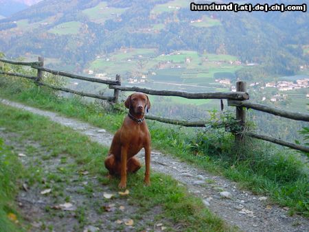 Kurzhaariger Ungarischer Vorstehhund Buffi und seine geliebten Berge