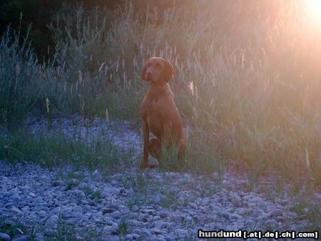 Kurzhaariger Ungarischer Vorstehhund Lico 