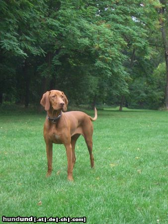 Kurzhaariger Ungarischer Vorstehhund Alva von Alserbach 