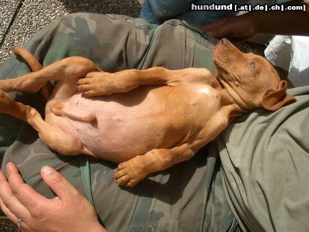 Kurzhaariger Ungarischer Vorstehhund Mmh, so läßts' sich aushalten..