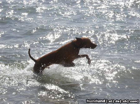 Kurzhaariger Ungarischer Vorstehhund dänischer Badeurlaub