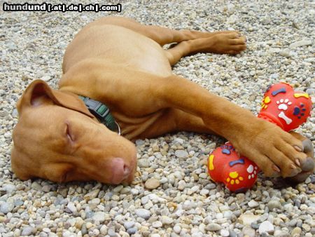 Kurzhaariger Ungarischer Vorstehhund Drahthaar Magyar Vizsla,  12 Wochen