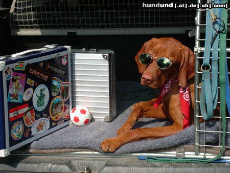 Kurzhaariger Ungarischer Vorstehhund Ein echt cooler Vizsla ....