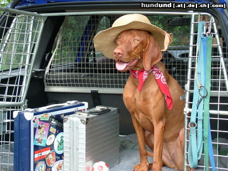 Kurzhaariger Ungarischer Vorstehhund Ein Vizsla auf Reisen ....