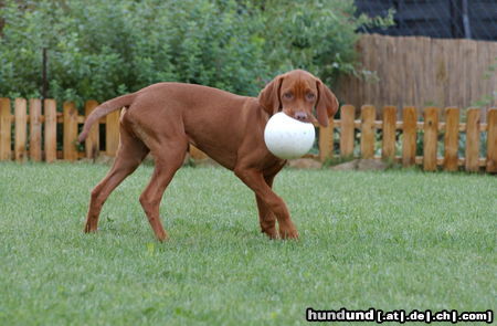 Kurzhaariger Ungarischer Vorstehhund Ist Vigo nicht zauberhaft !!!