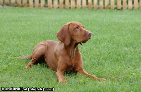 Kurzhaariger Ungarischer Vorstehhund Vigo der schönste Vizsla