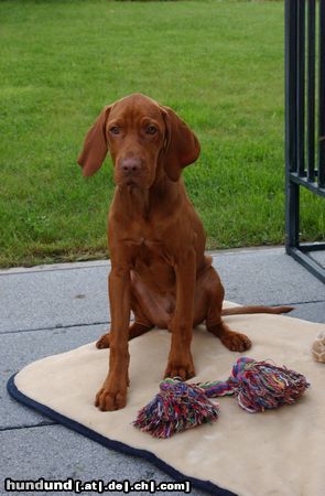 Kurzhaariger Ungarischer Vorstehhund Vigo's Lieblingsspielzeug