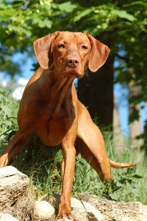 Kurzhaariger Ungarischer Vorstehhund örny