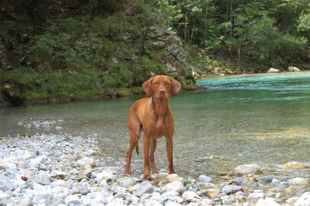 Kurzhaariger Ungarischer Vorstehhund luxatori örnagy