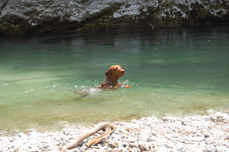 Kurzhaariger Ungarischer Vorstehhund luxatori örnagy