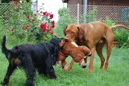 Kurzhaariger Ungarischer Vorstehhund luxatori örnagy