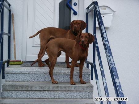 Kurzhaariger Ungarischer Vorstehhund Emi und Cristo