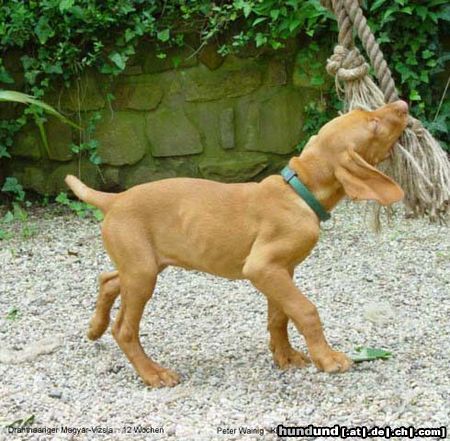 Kurzhaariger Ungarischer Vorstehhund Drahthaar Magyar Vizsla,  12 Wochen