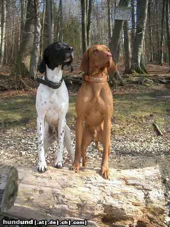 Kurzhaariger Ungarischer Vorstehhund Siehst du es......?