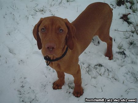 Kurzhaariger Ungarischer Vorstehhund ares von den nibelungen 3 1/2 monate