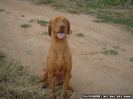 Kurzhaariger Ungarischer Vorstehhund ares von den nibelungen