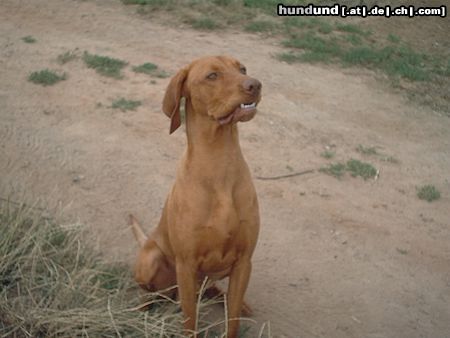 Kurzhaariger Ungarischer Vorstehhund ares 10 monate