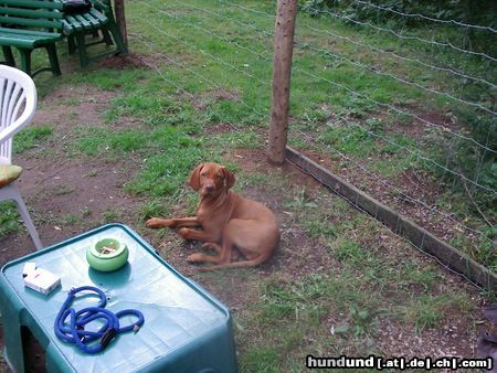 Kurzhaariger Ungarischer Vorstehhund Lena zu Besuch bei ihrer Mama und ihren Tanten, 17 Wochen alt