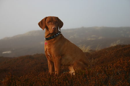 Kurzhaariger Ungarischer Vorstehhund juri auf sylt