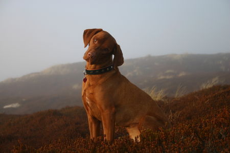 Kurzhaariger Ungarischer Vorstehhund juri auf sylt