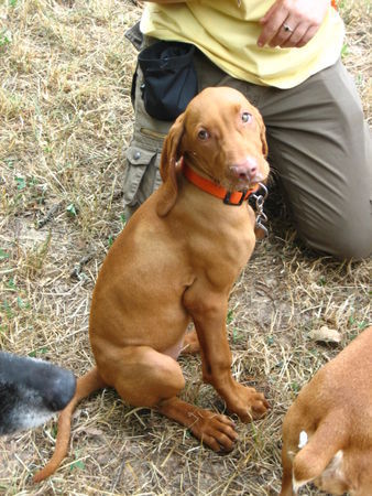 Kurzhaariger Ungarischer Vorstehhund Dreck-schnudd, sagt man im Saarland dazu ;-)