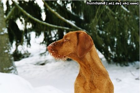 Kurzhaariger Ungarischer Vorstehhund Ivett im Winter