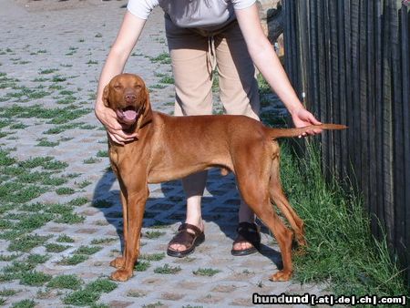 Kurzhaariger Ungarischer Vorstehhund