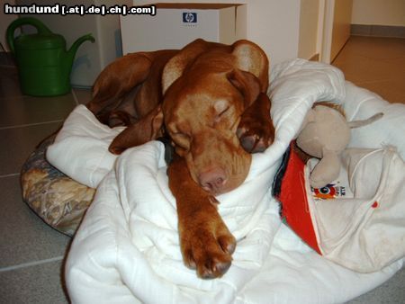 Kurzhaariger Ungarischer Vorstehhund Luna, 6 Monate,.. so ein Bürotag ist ganz schön anstrengend..