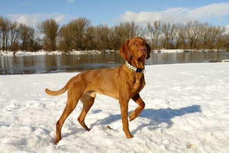 Kurzhaariger Ungarischer Vorstehhund Unser Schatz