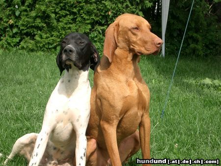 Kurzhaariger Ungarischer Vorstehhund Ares 14 Monate & Lico 17 Monate (immer unzertrennlich)