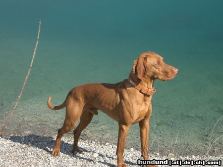 Kurzhaariger Ungarischer Vorstehhund Lico an seinem Lieblings-Badesee.. 