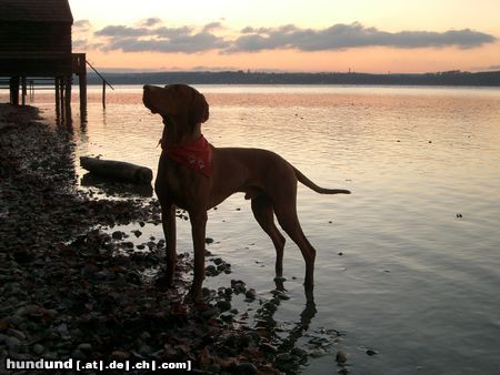 Kurzhaariger Ungarischer Vorstehhund Endlich Urlaub!!