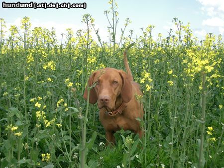 Kurzhaariger Ungarischer Vorstehhund Mann o Mann, hier tummelt sich vieleicht was..