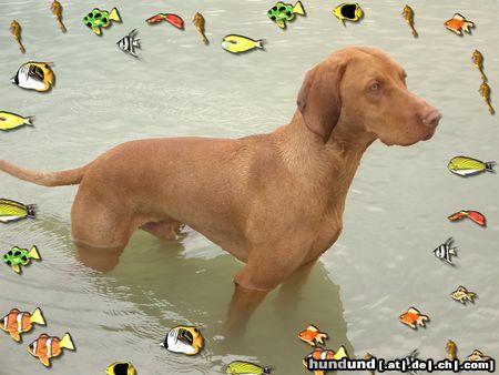 Kurzhaariger Ungarischer Vorstehhund Nemo Nemo.. Es gibt kein entkommen..!!