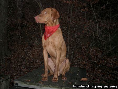 Kurzhaariger Ungarischer Vorstehhund Lico mit Sonntagstuch!!