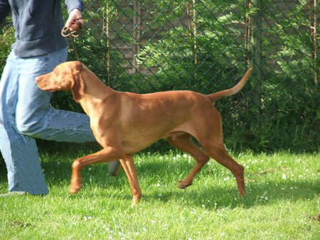 Kurzhaariger Ungarischer Vorstehhund HJCH Sugar Jeles