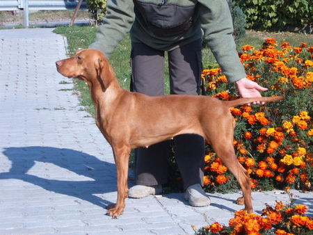 Kurzhaariger Ungarischer Vorstehhund