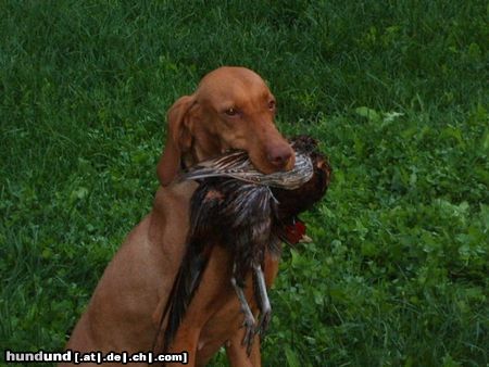 Kurzhaariger Ungarischer Vorstehhund Sugar Greti