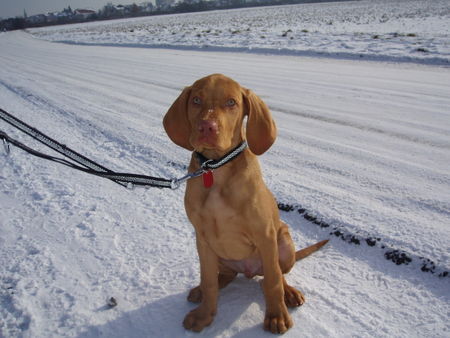 Kurzhaariger Ungarischer Vorstehhund Lewis erster Schnee