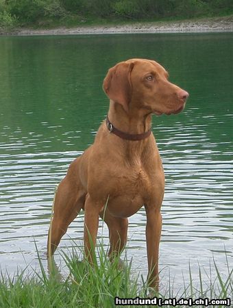 Kurzhaariger Ungarischer Vorstehhund Ich wär so gern ein Fisch..