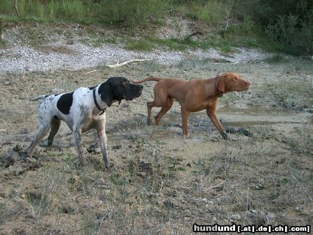 Kurzhaariger Ungarischer Vorstehhund Auf der Jagd nach..?!